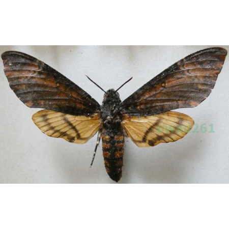 Acherontia atropos (Linnaeus, 1758) Zmierzchnica trupia główka Czech 100mm